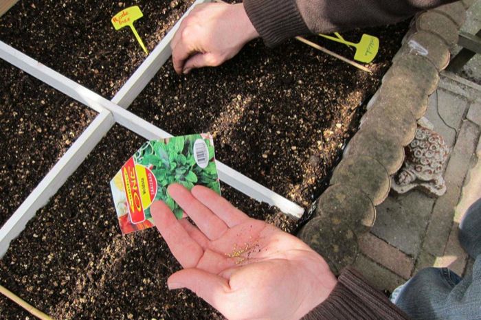 Zaadje voor zaadje. Geen hele handen, dan moet je later weer gaan uitdunnen en dat willen we niet.