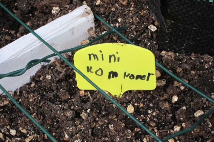 Hier staan de mini-komkommers.